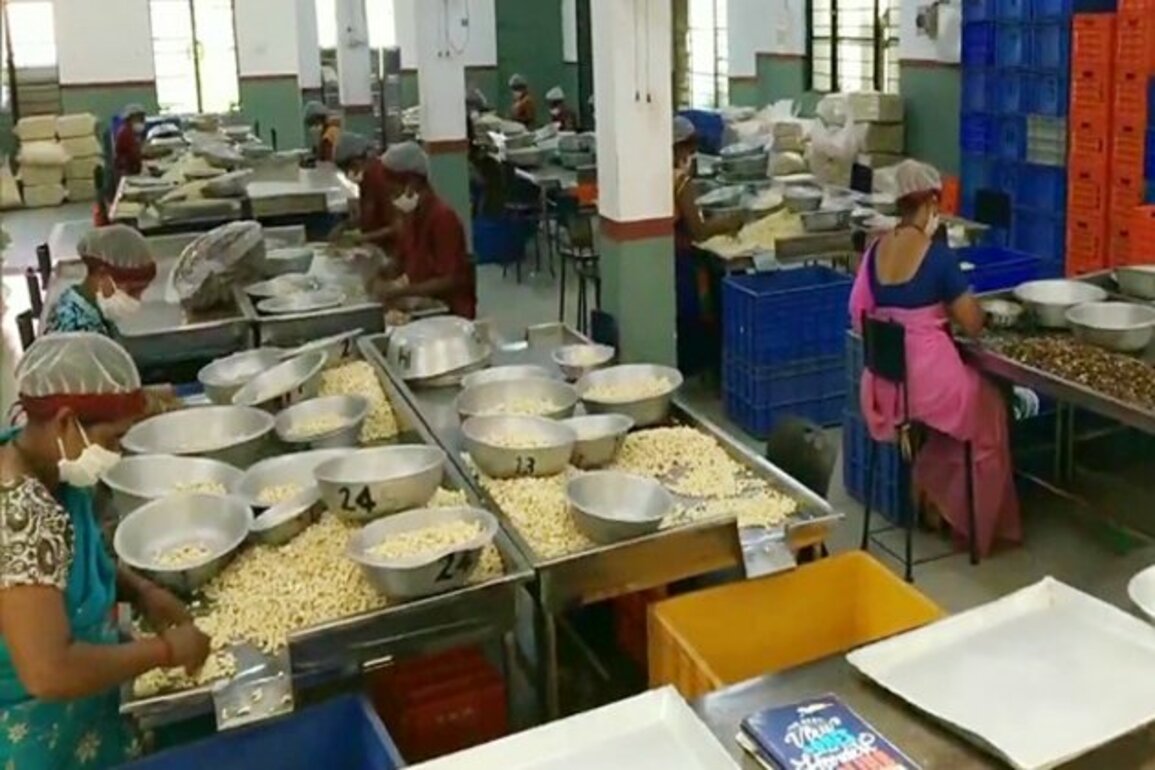 Cashew nuts from India head to markets in Qatar, Malaysia, US, Bangladesh as APEDA drives global exports