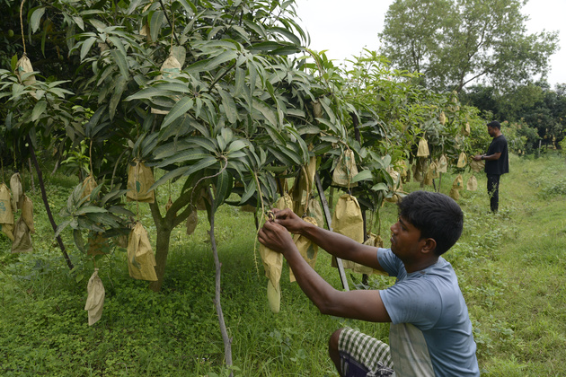 BANGLADESH-RAJSHAHI-MANGO SEASON