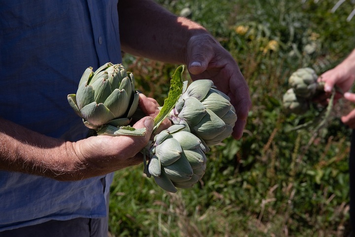 Artichokes are perennial vegetables  Credit: Riverford