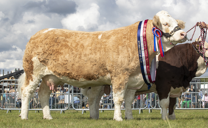 Inter-breed beef champion, British Simmental cow, Brandane Kirsty, from Jimmy McMillan, Suffolk.