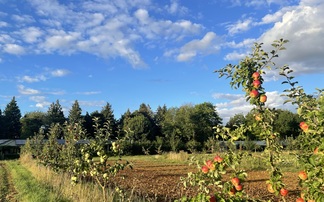 Introduction of agroforestry creating resilience for organic vegetable farmer