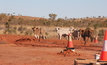 Brown's Range's resident cows