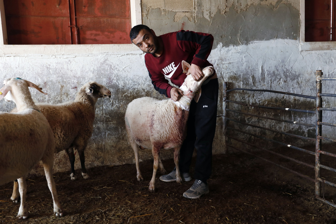MIDEAST-WEST BANK-HEBRON-ISRAELI SETTLERS-ATTACK