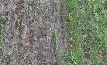 In a grassy paddock near Kadina in South Australia, weed control in field peas provided by Ultro pre-emergent herbicide is shown on the left, compared with an untreated area on the right.