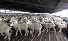 Live exports to restart in Iran