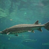 Atlantic sturgeon were fished almost to extinction - ancient DNA reveals how Chesapeake Bay population changed over centuries