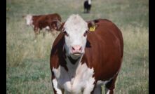  Cattle prices may soften in the future. 