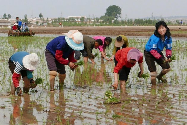 North Korea Reduces Local Market Hours through Autumn Harvest Period