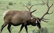 Wealthy Elk in good health 