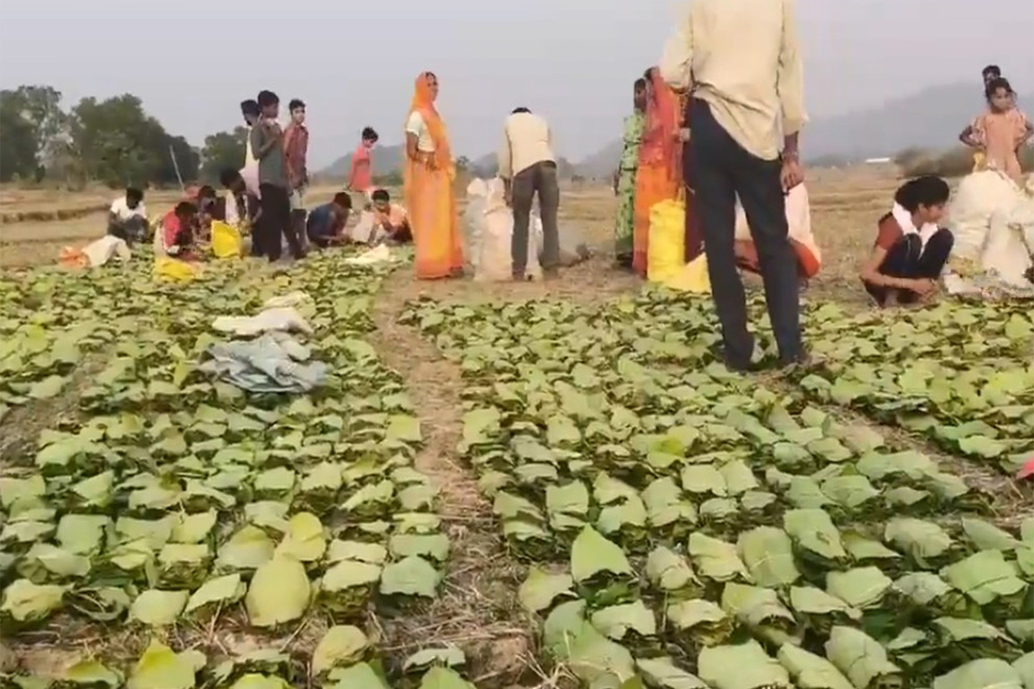 Chhattisgarh: Thousands benefit from tendu leaf collection scheme in Balrampur