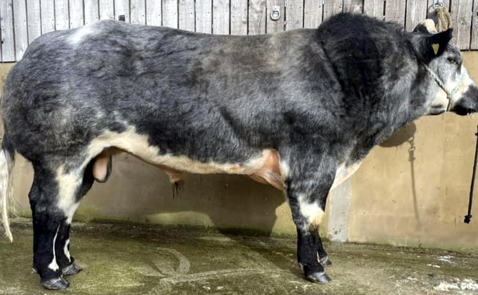 Top price British Blue bull at 4,200gns