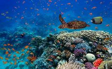 Industry Voice: Biodiversity loss - The other systemic crisis