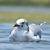 Rare Arctic bird Sabine's Gull makes rare appearance in Nalsarova