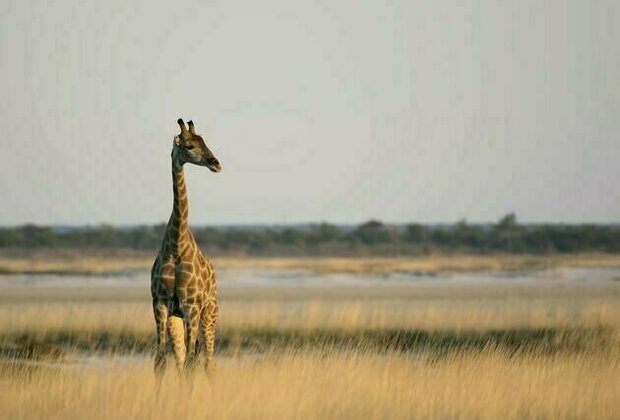 We studied more than 500 giraffe skulls from all over Africa - and confirmed there are 4 distinct species