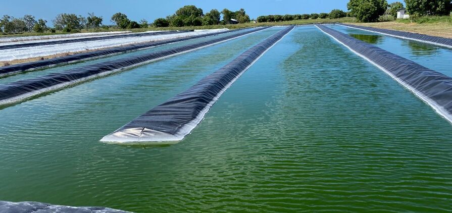 An algae-based concentrated supplement is being used to improve the health and performance of livestock.