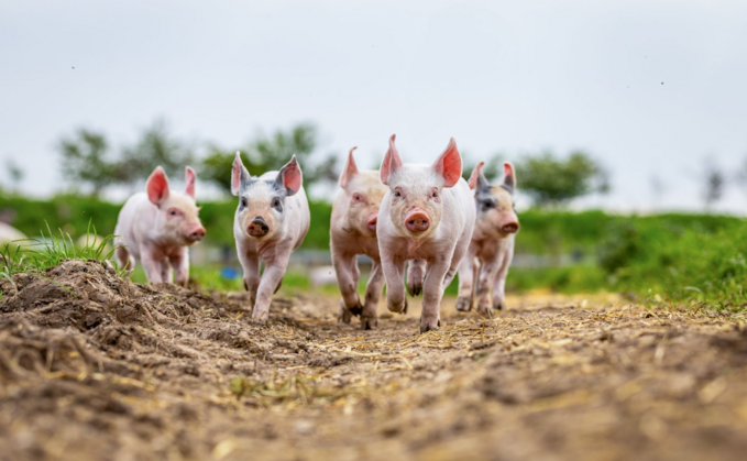 NFU Back British Farming Day: UK adults willing to pay more for British higher welfare products over cheap imports