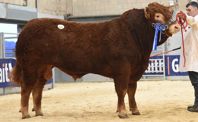 STIRLING BULL SALES: High of 13,500gns for Limousins