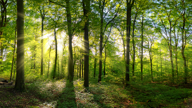 Image: Smileus/Shutterstock
