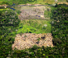 Global Briefing: Brazil unveils plan to end Amazon deforestation