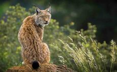 Farmers could be 'far more directly affected' by potential reintroduction of Eurasian Lynx