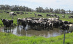 Producers need to be vigilant with stock water quality while the weather remains warm.