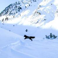 For first time, scientists snap a GPS collar the Sierra Nevada red fox