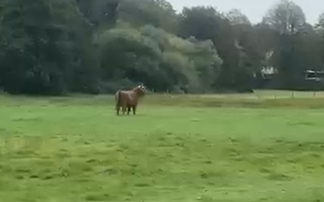 Police shoot 'dangerous' bull after it escapes from abattoir