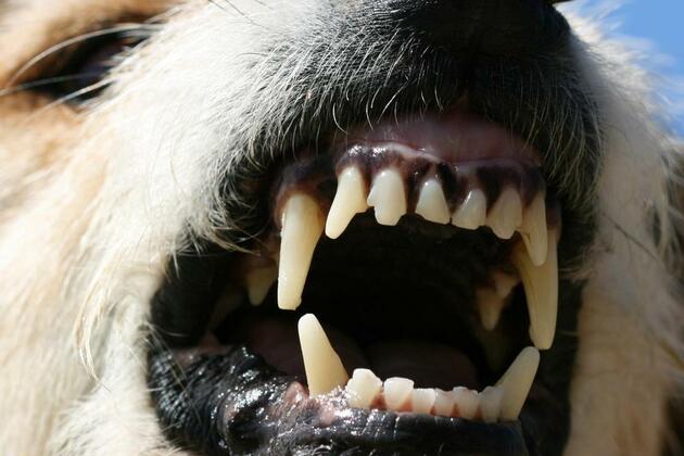 Paramedics rush 5yo girl to hospital after dog attack in Chifley, Sydney