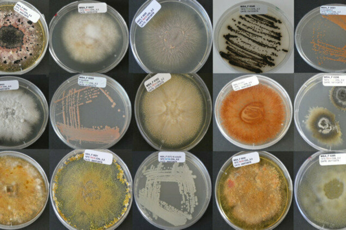 Marine fungi could help feed the world and fight disease