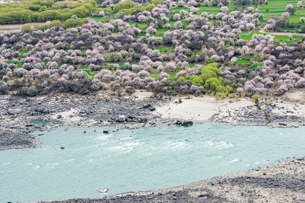 (InXizang)CHINA-XIZANG-NYINGCHI-PEACH BLOSSOM (CN)