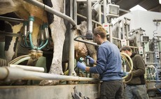 Dairy profits up but cash is king