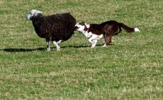 Historic nature reserve closed after numerous off-lead dog incidents