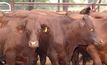 Beef and veal exports up