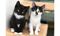 Covers helps out at Cat and Rabbit Centre 