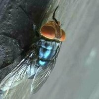 US to drop billions of flies on Mexico and Texas - AP