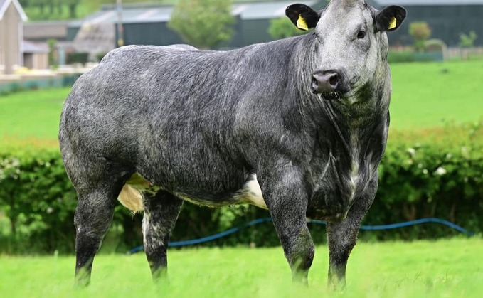 Heifer which sold for £14,000