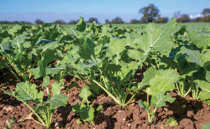 Why proactive oilseed rape canopy management is needed this spring