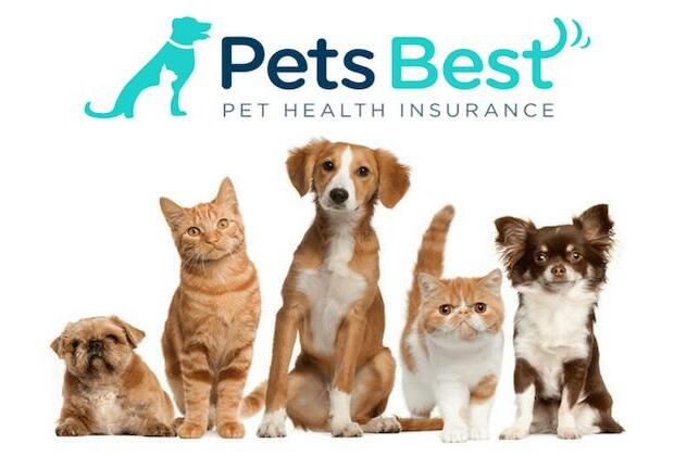 Insurance regulators targeting insurance grievances by pet owners