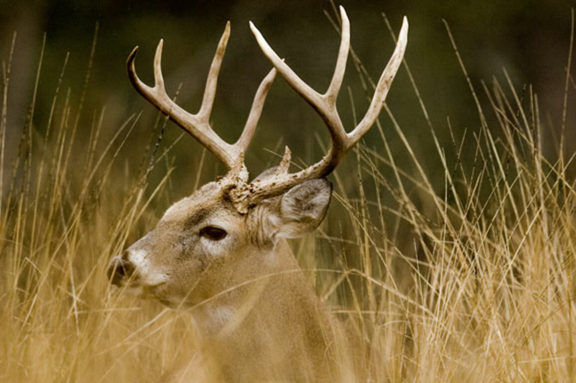 Conservation Advisory Board amends regulations on dog deer hunting