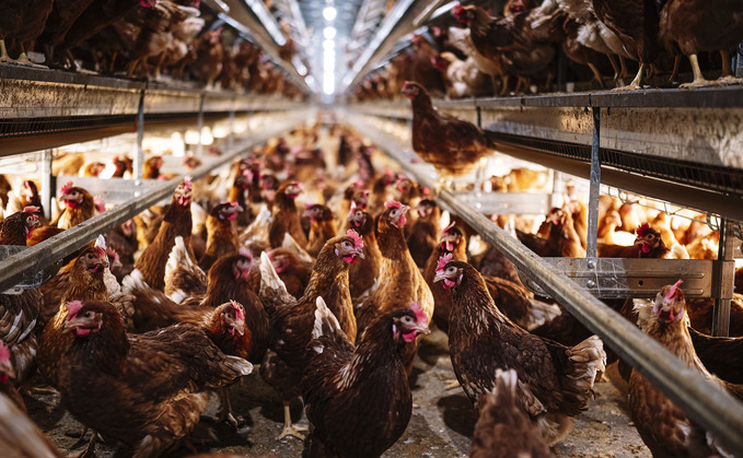 Including mycotoxin binders in poultry feed resulted in higher egg production, a UK study has shown.