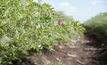 Legumes key to increasing nitrogen in soil