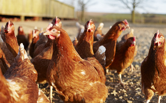 Northern Irish farmers urged to tighten biosecurity after bird flu case