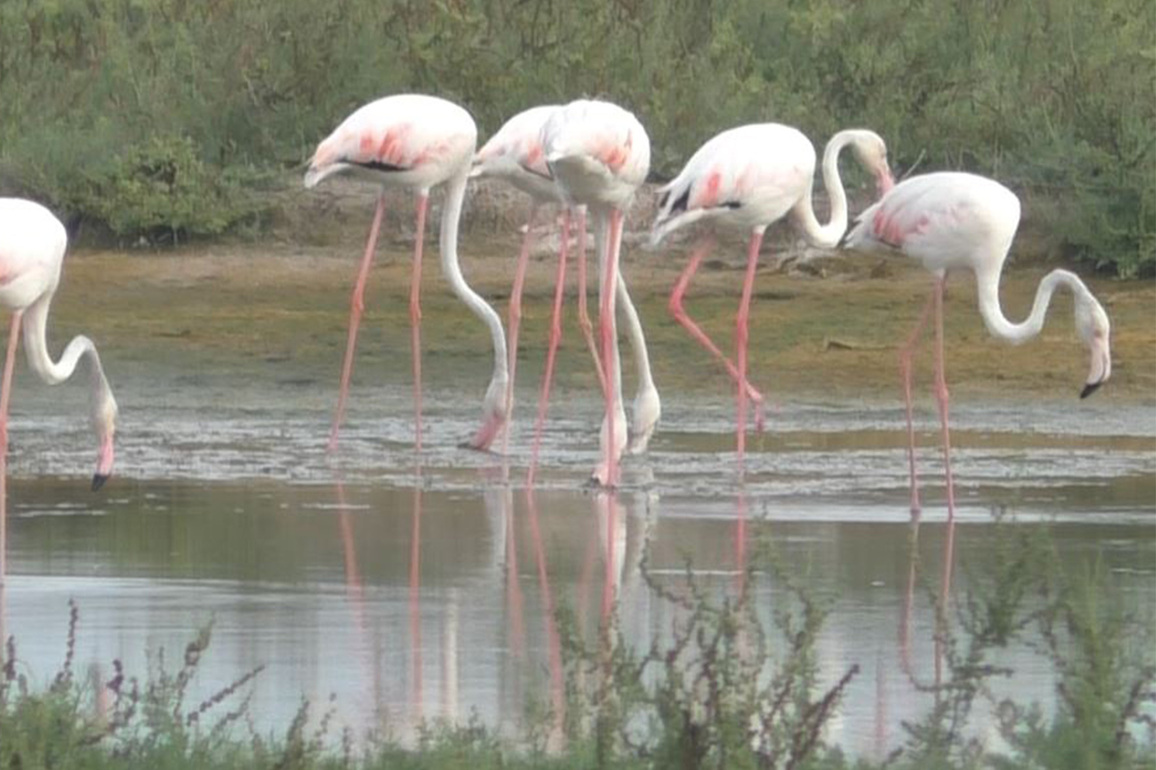 Arrival of flamingos in Tamil Nadu's Thoothukudi - The coast adorned in shades of pink beauty