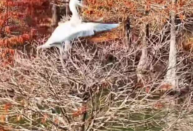 60"FlyOverChina | Herons rest in E China's dawn redwood forest