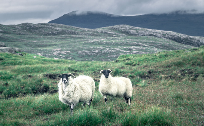 Bluetongue restricted zone announced for south-west Scotland, as Minister warns disease was 'not going away anytime soon'
