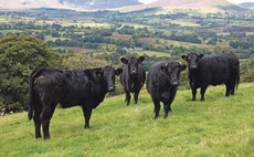 Export boost for Welsh red meat exports