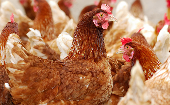 A new report has been published by the Avian Influenza Vaccination Taskforce A new report has been published by the Avian Influenza Vaccination Taskforce