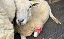 Owner banned from dog walking near livestock after admitting to repeated offences