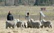 Trials show trained Merinos can teach others
