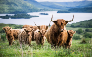 Highland cattle shine in the show ring and on the hills